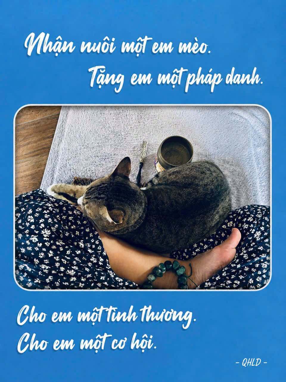 [Cõi bình an] NHẬN NUÔI MỘT EM MÈO, TẶNG EM MỘT PHÁP DANH. CHO EM MỘT TÌNH THƯƠNG, CHO EM MỘT CƠ HỘI 